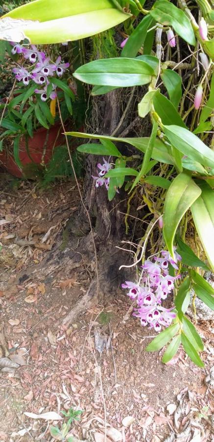 Pousada Sirius Sao Roque de Minas Luaran gambar